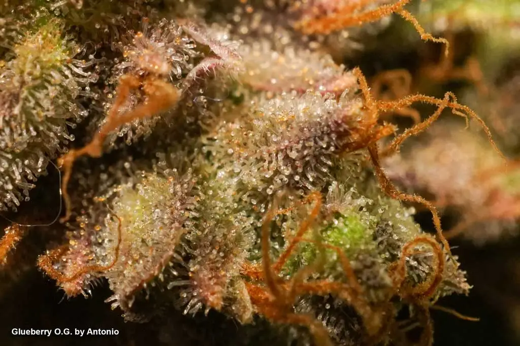 Glueberry OG amber trichomes ripe cannabis flowers resin glands pistils