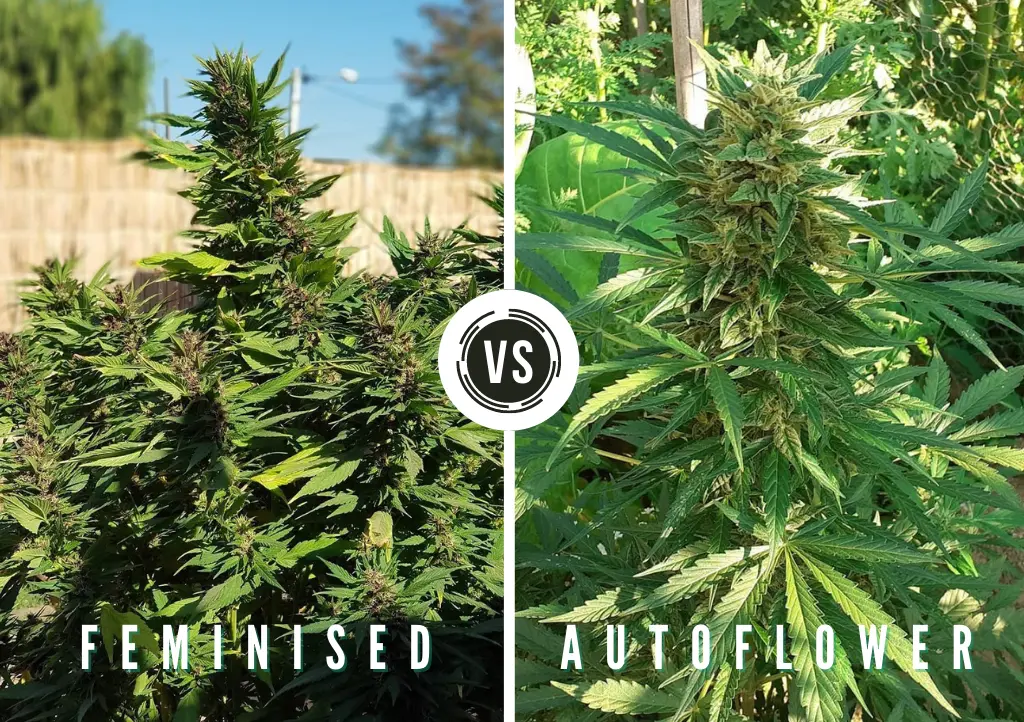 Feminised vs autoflower cannabis seeds growing outdoor