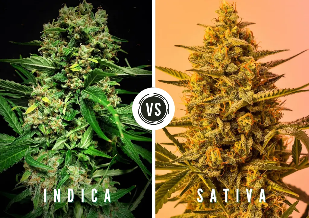 Indica vs Sativa cannabis seed genetics