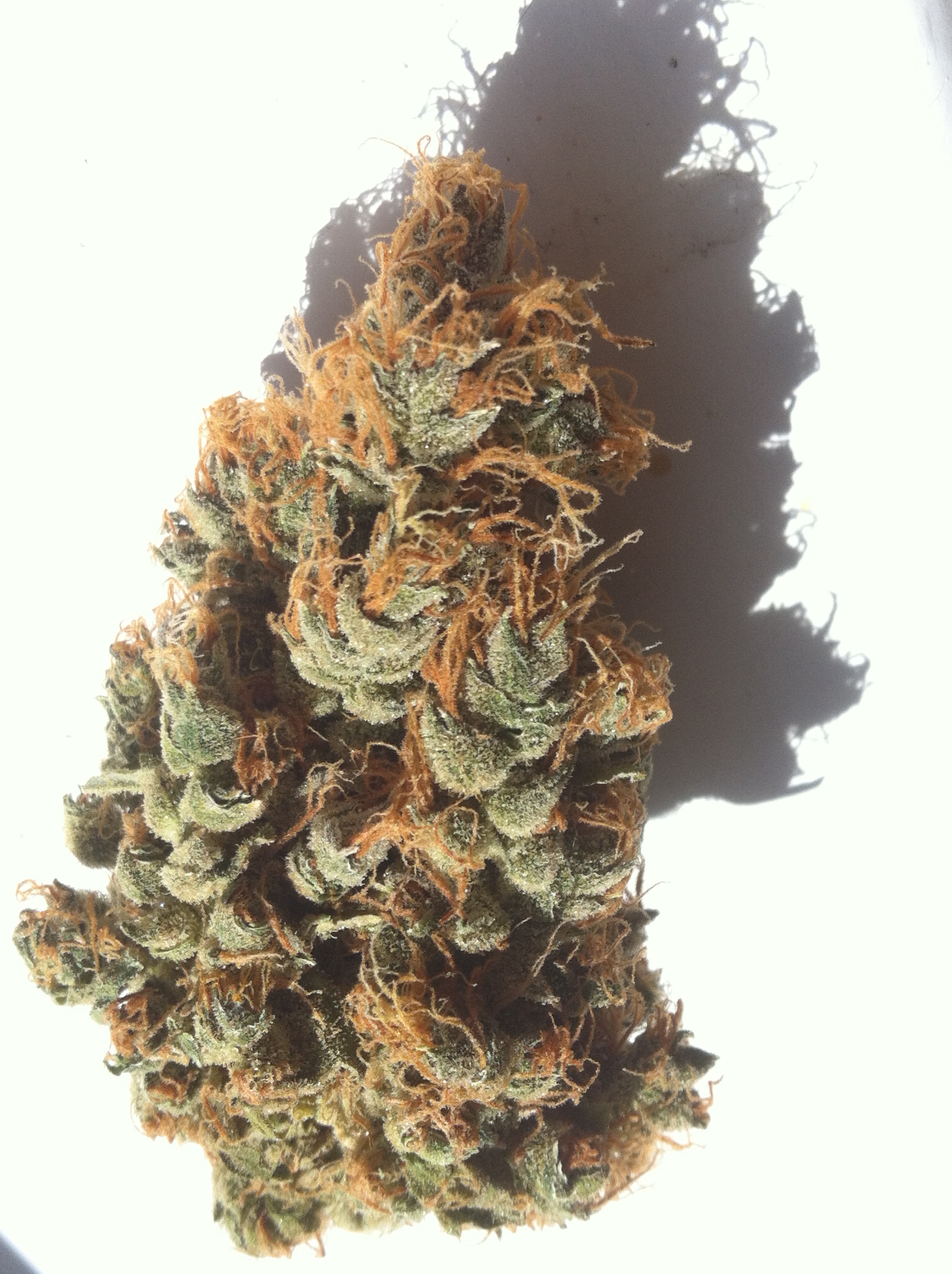 frosty buds and orange hair
