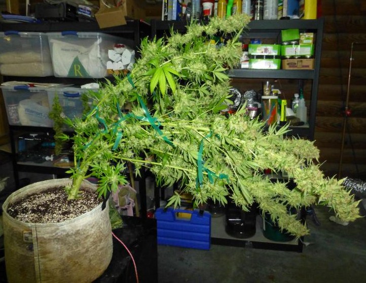 white widow collapsing under her own weight