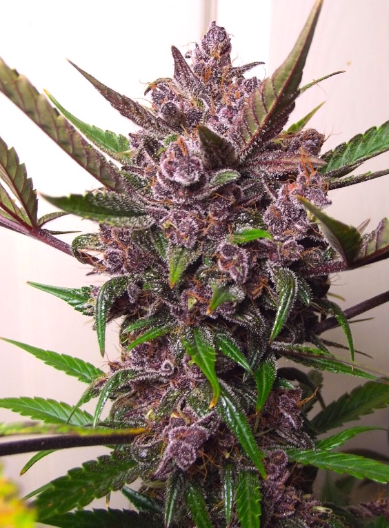  Dutch Passion’s best selling autoflower seeds