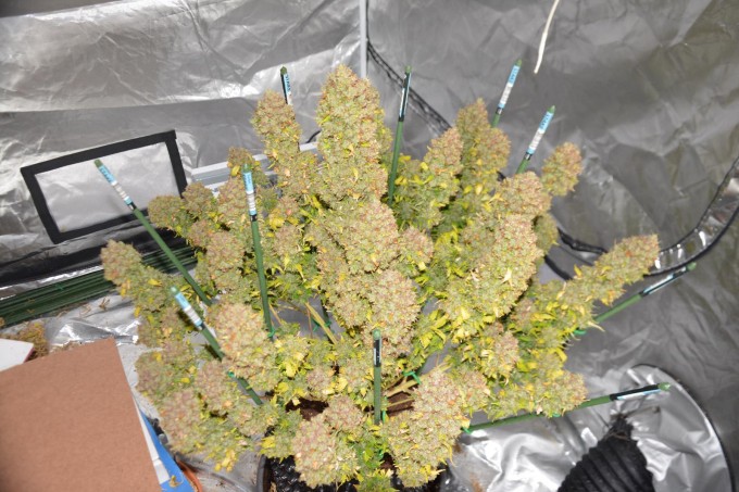  Auto Daiquiri Lime grown indoor from feminized cannabis seeds