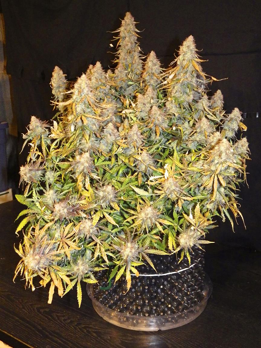  Auto Mazar grown indoors from feminized seeds by Rob-Wars