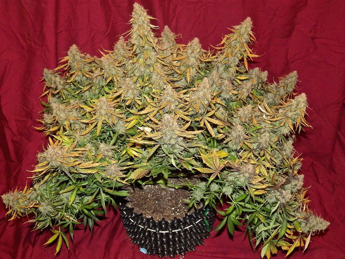 Skunk easy growing cannabis