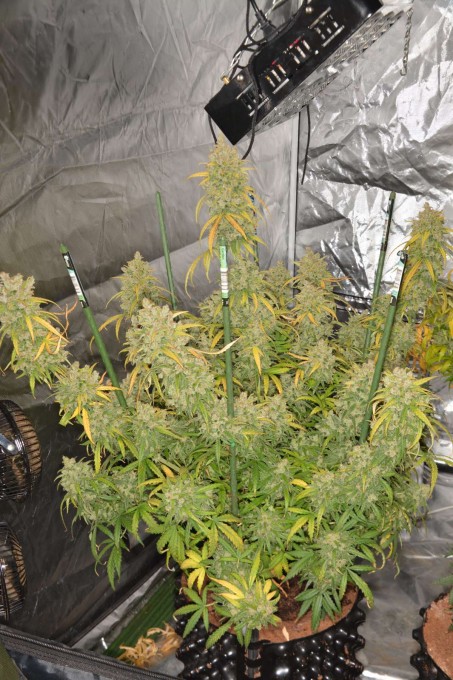  Night Queen, grown indoors from feminized seeds by TeeHee
