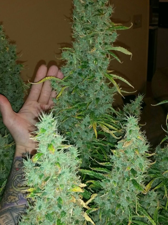  Dutch Passion’s best selling autoflower seeds