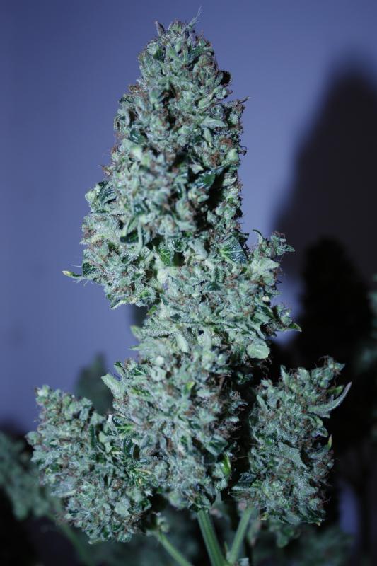 dutch passion autoblueberry review