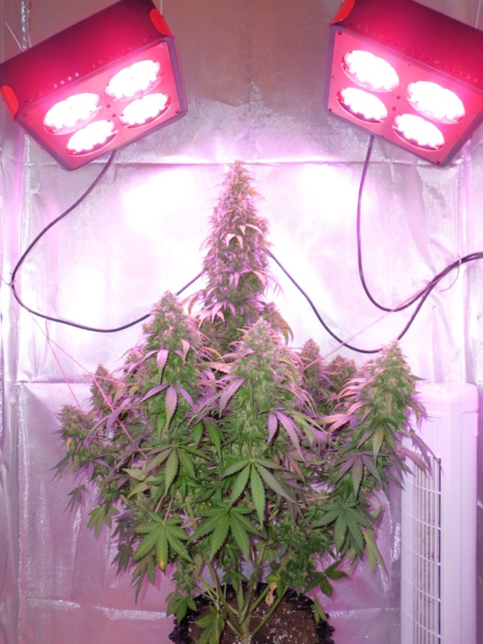 AutoDurban Poison Growing cannabis with LED