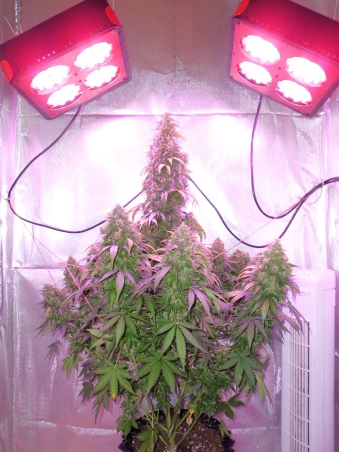 praktisk Flygtig Poesi Growing cannabis with LED grow lights | Dutch Passion Blogs