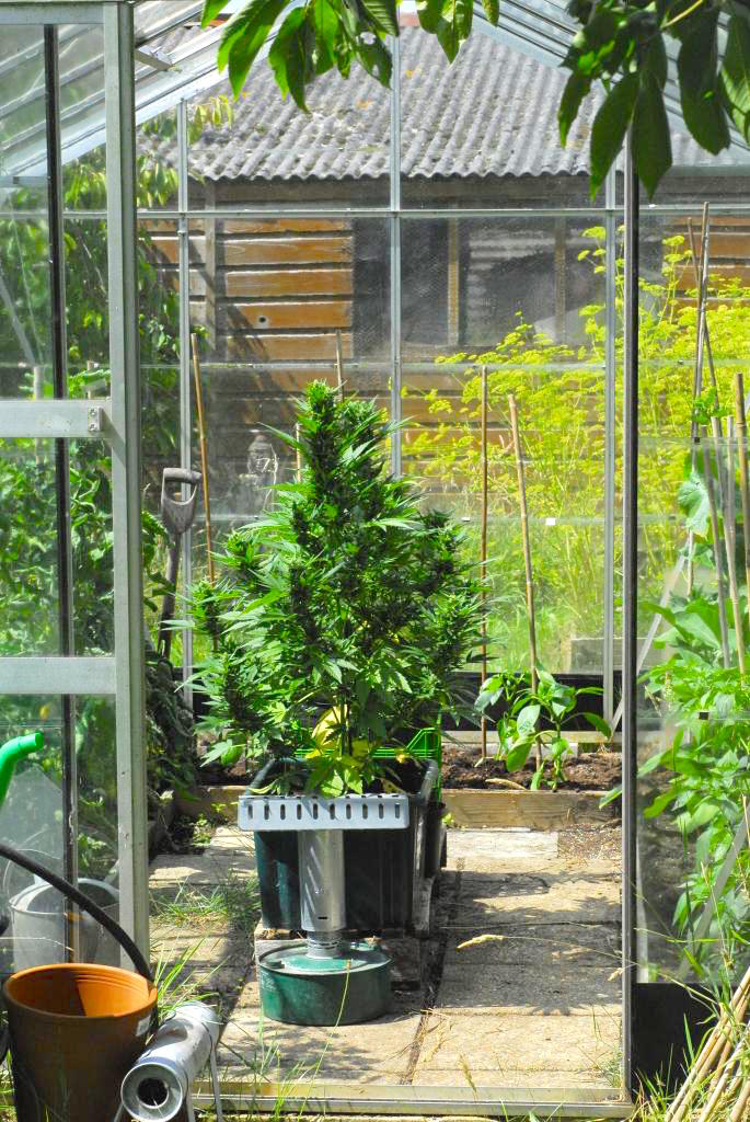 Cannabis growing in a greenhouse