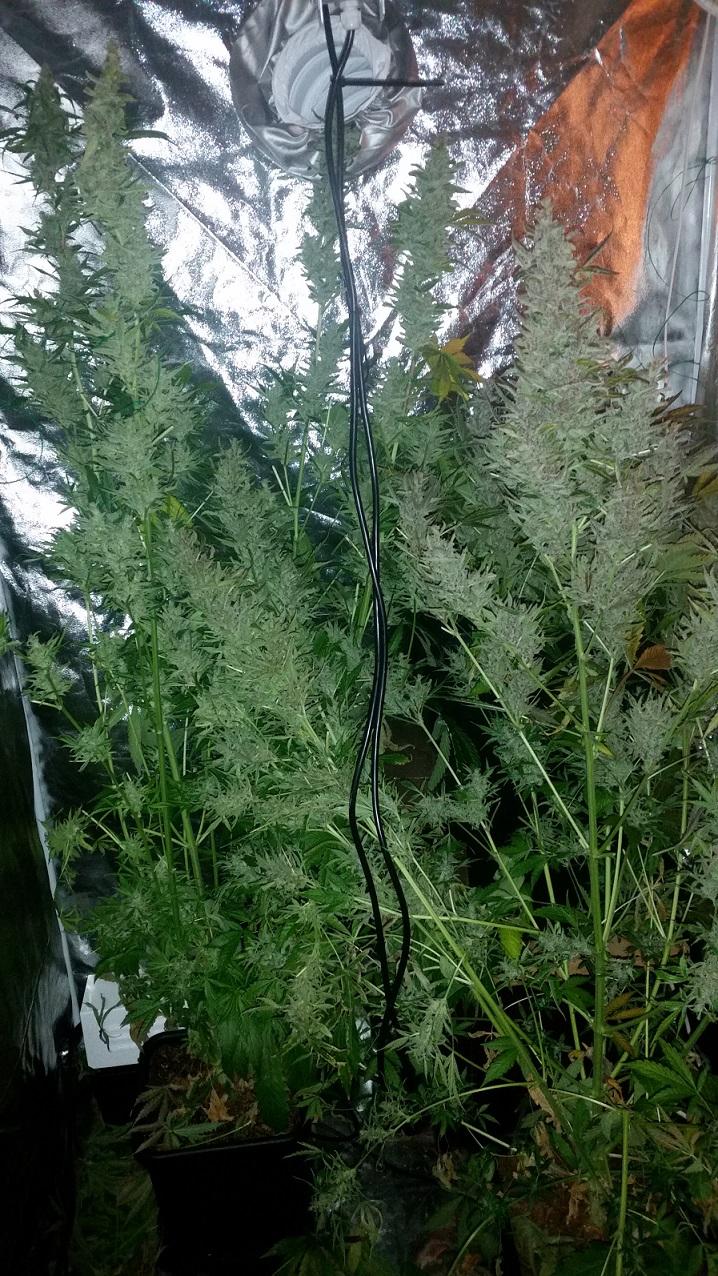 AutoXtreme home grow review