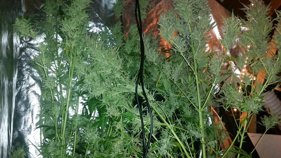 AutoXtreme home grow review
