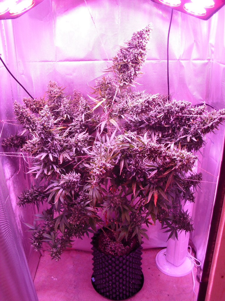 Growing weed under led lights