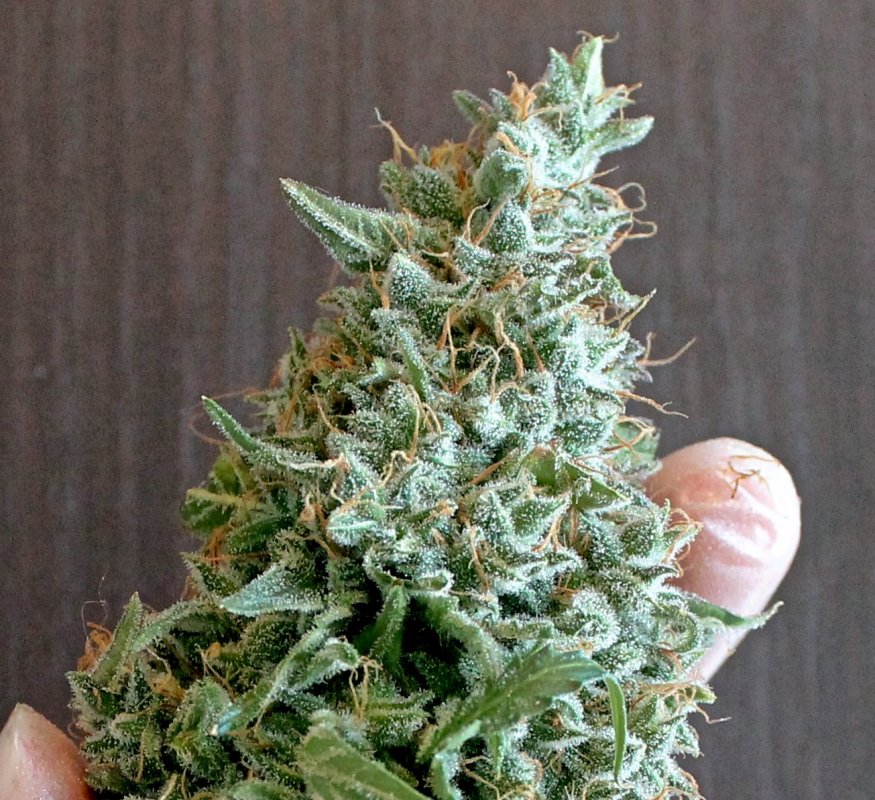 Blue AutoMazar medical grow review