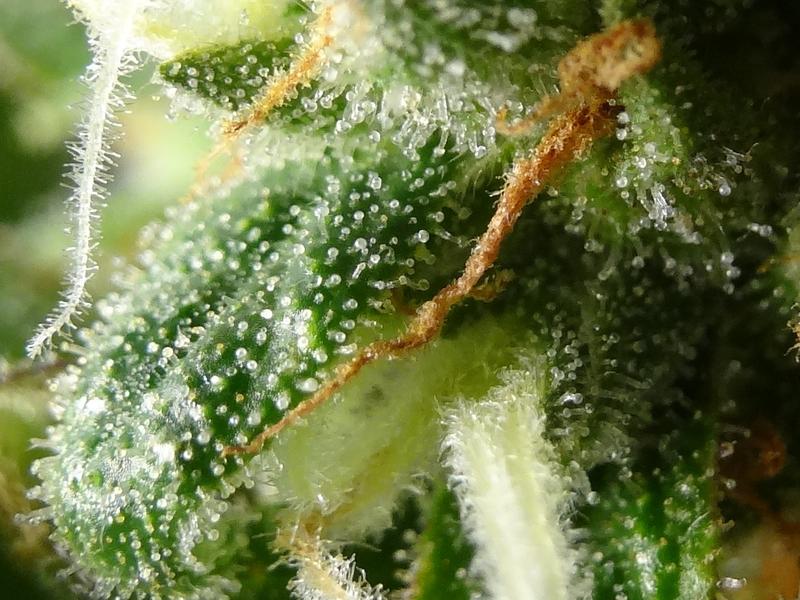CBD Kush medical cannabis grow review