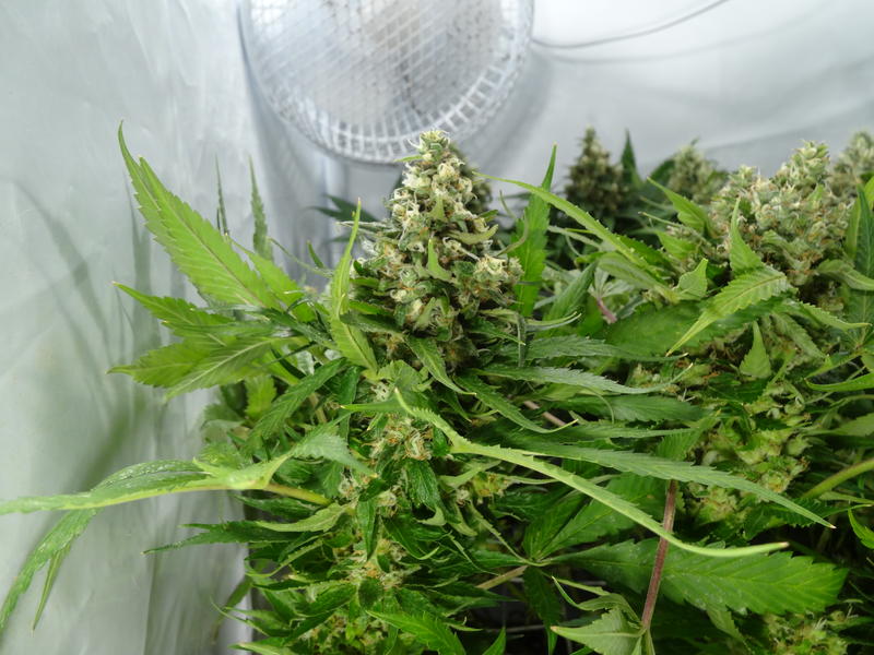 CBD Kush medical cannabis grow review