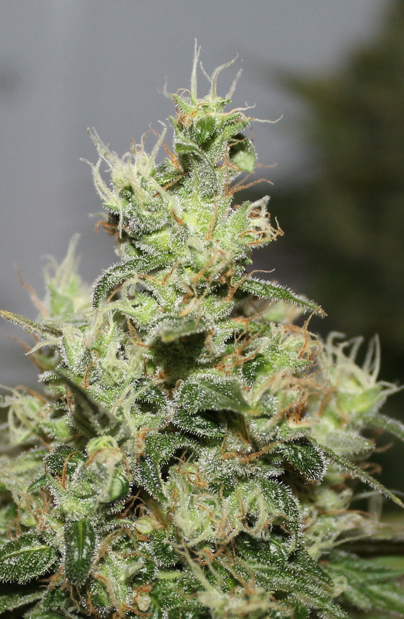 CBD Kush plenty of trichomes