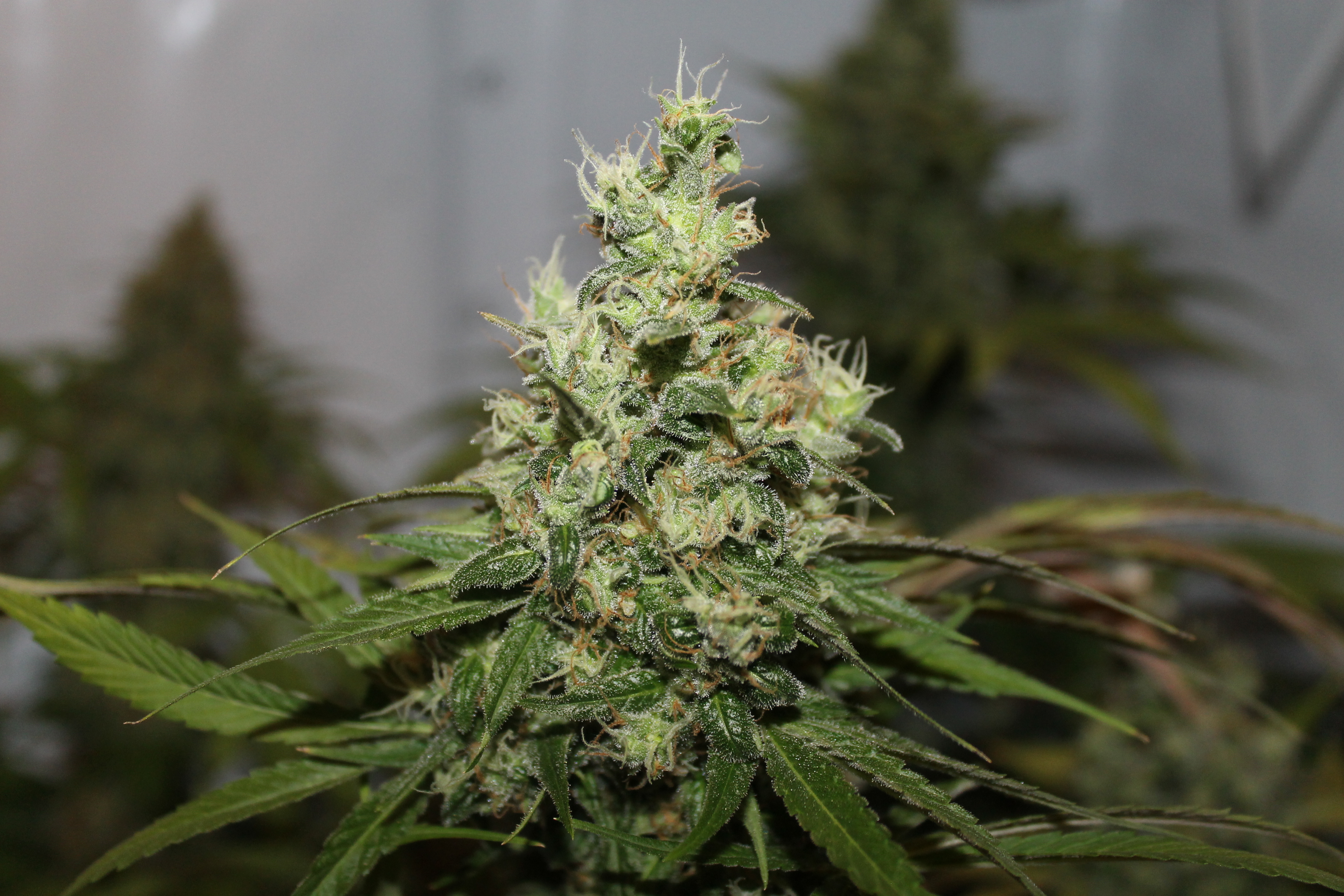 CBD Kush juicy looking buds at harvest