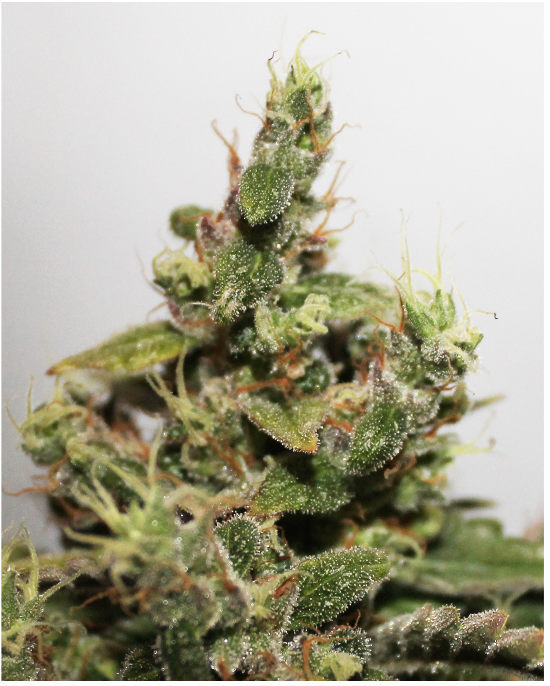 Pretty buds CBD Kush
