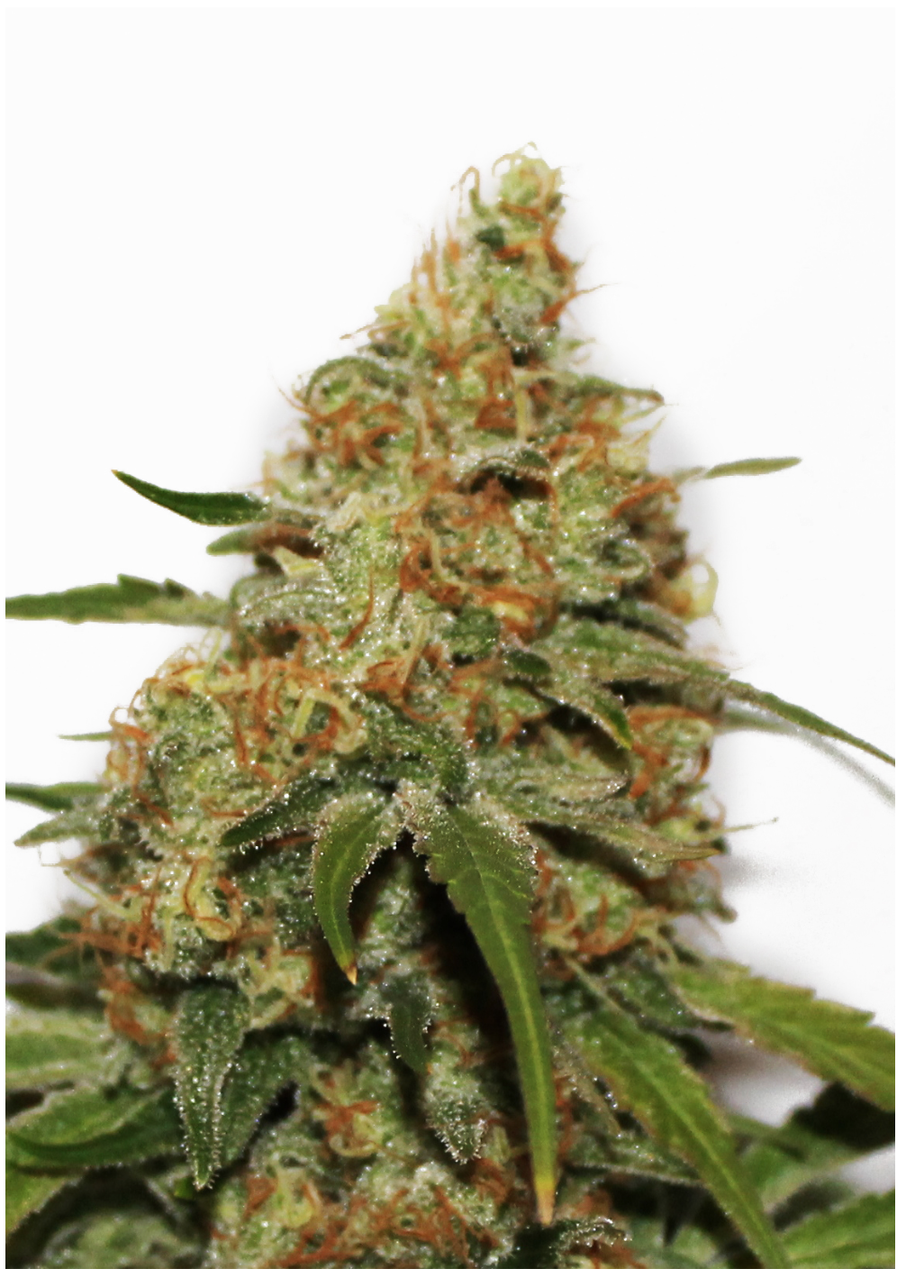 CBD Kush Dutch Passion