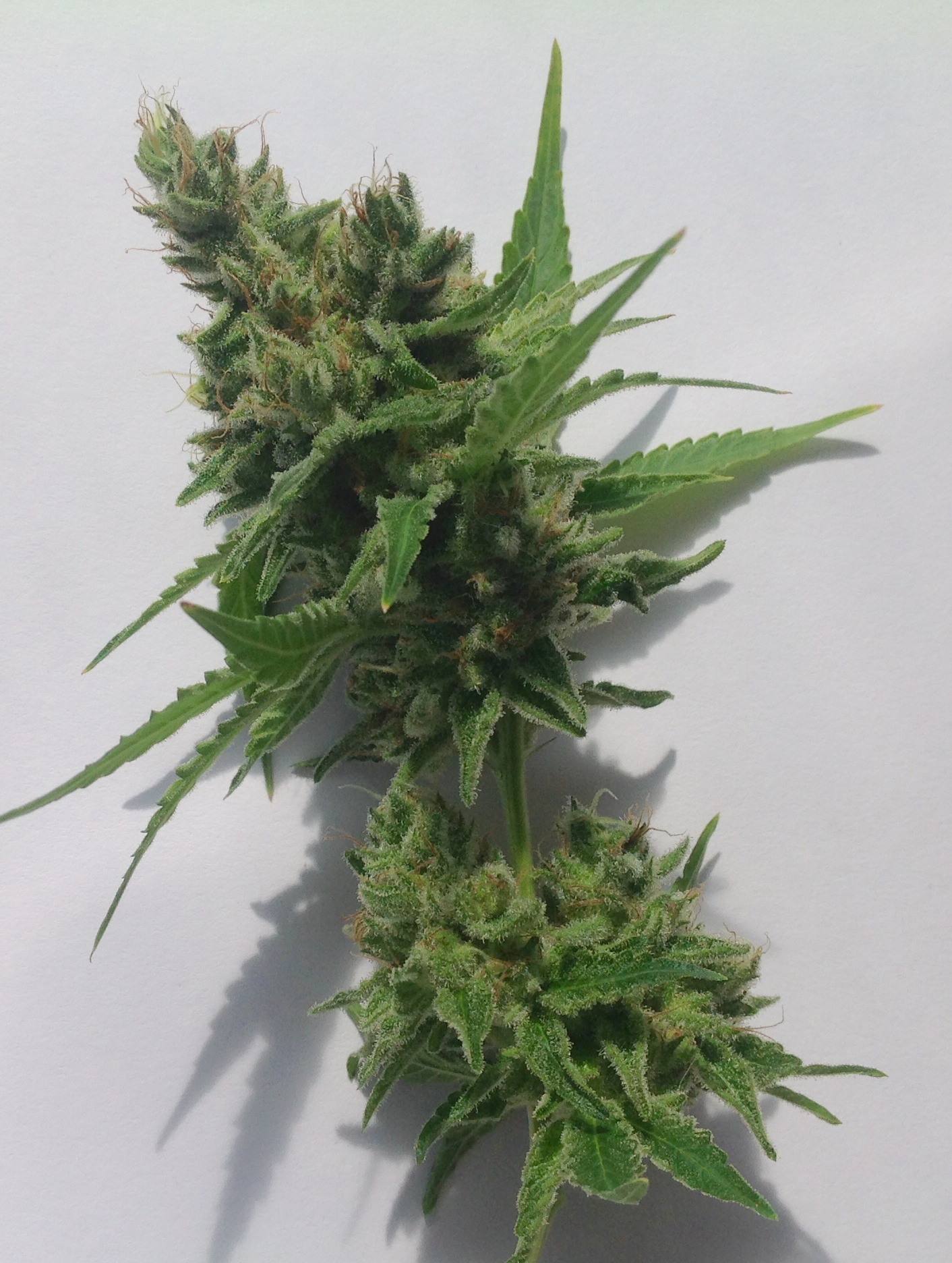 Frosty bud CBD SkunkHaze Medical Grow Review