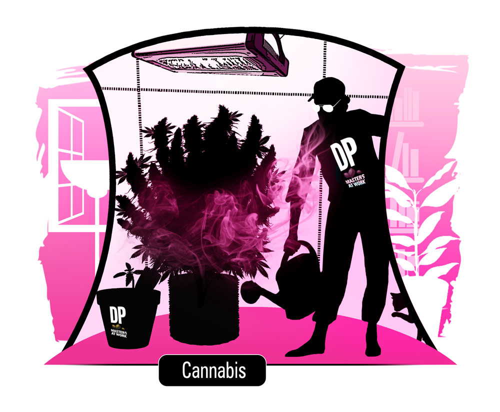  How to grow cannabis