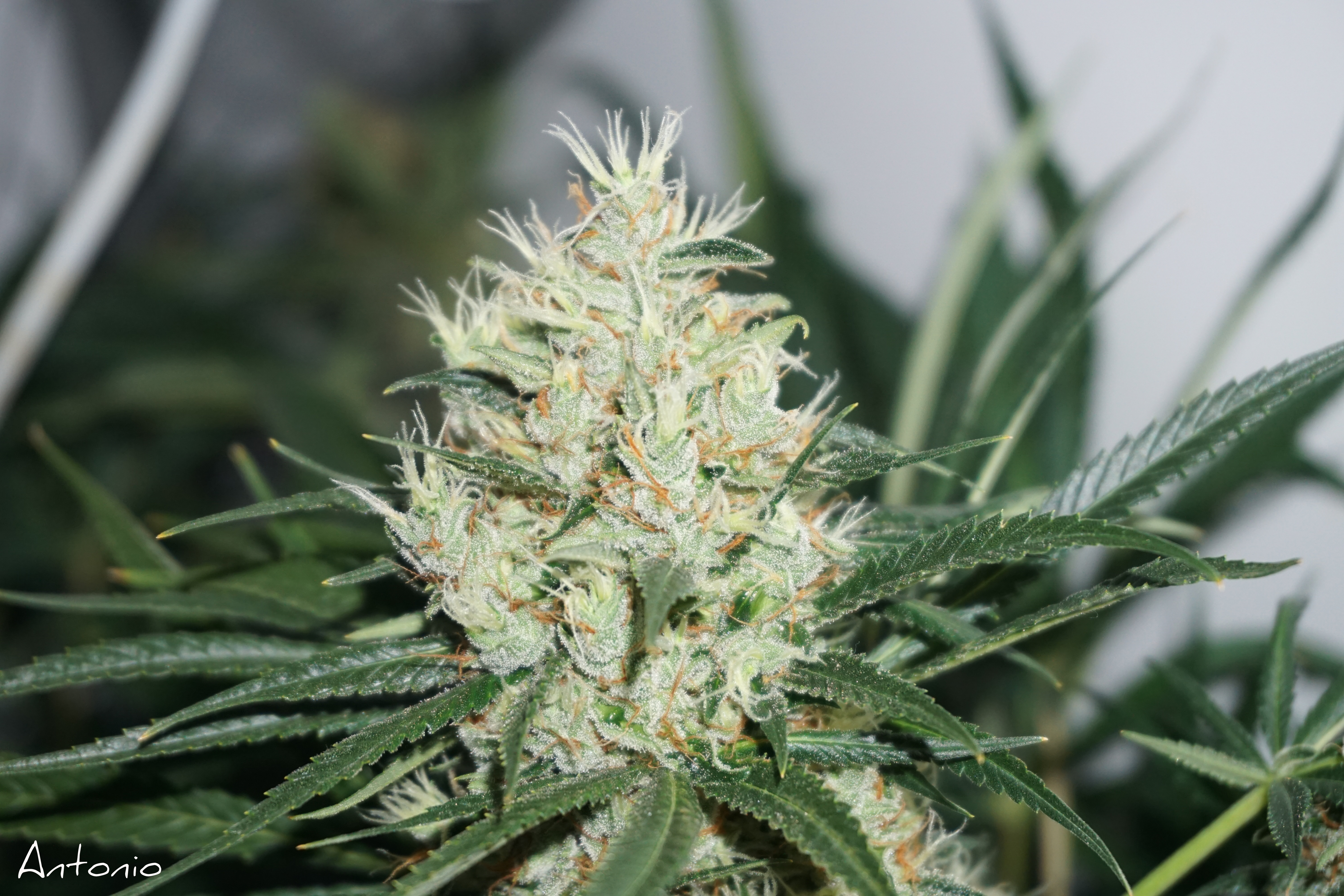 The Edge Grow Review