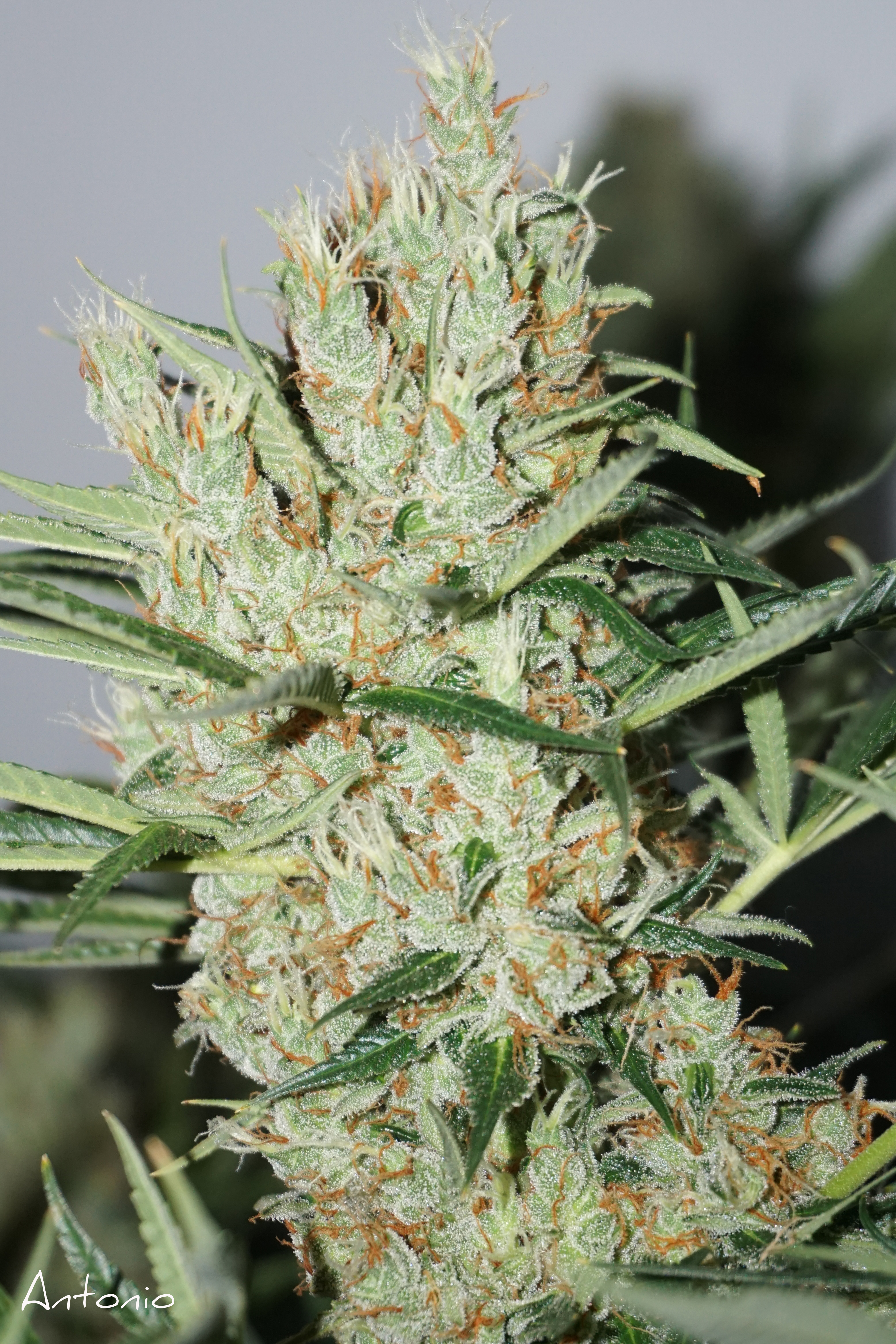 The Edge Grow Review