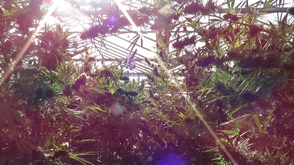 How to grow weed outside in the uk