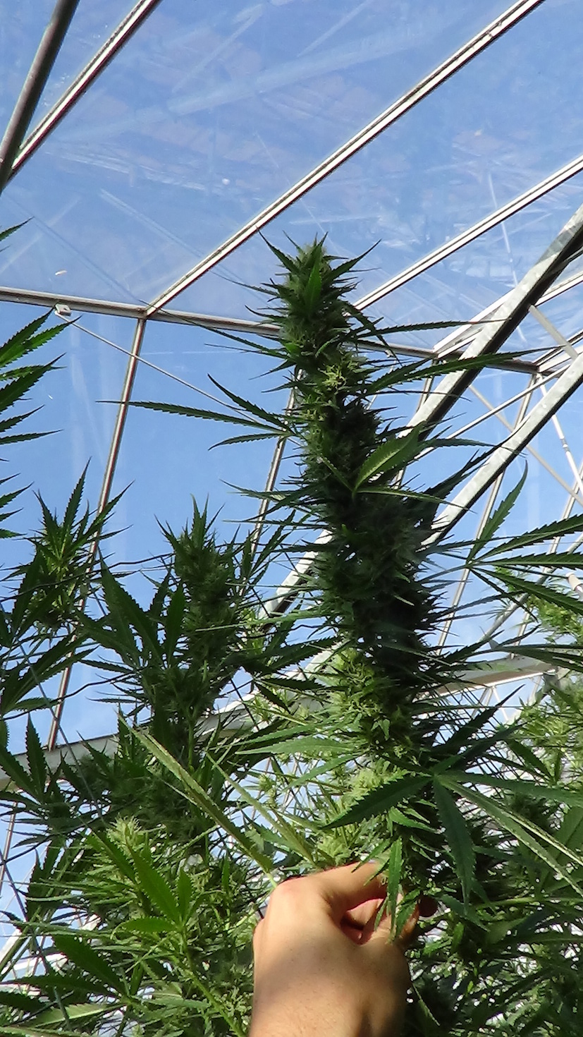 Easy ways to grow cannabis in a greenhouse