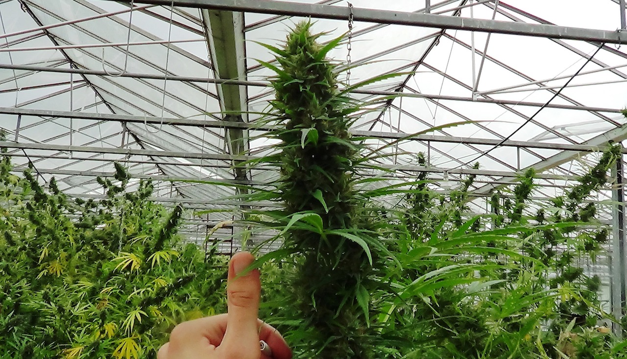 Cannabis growing in a greenhouse