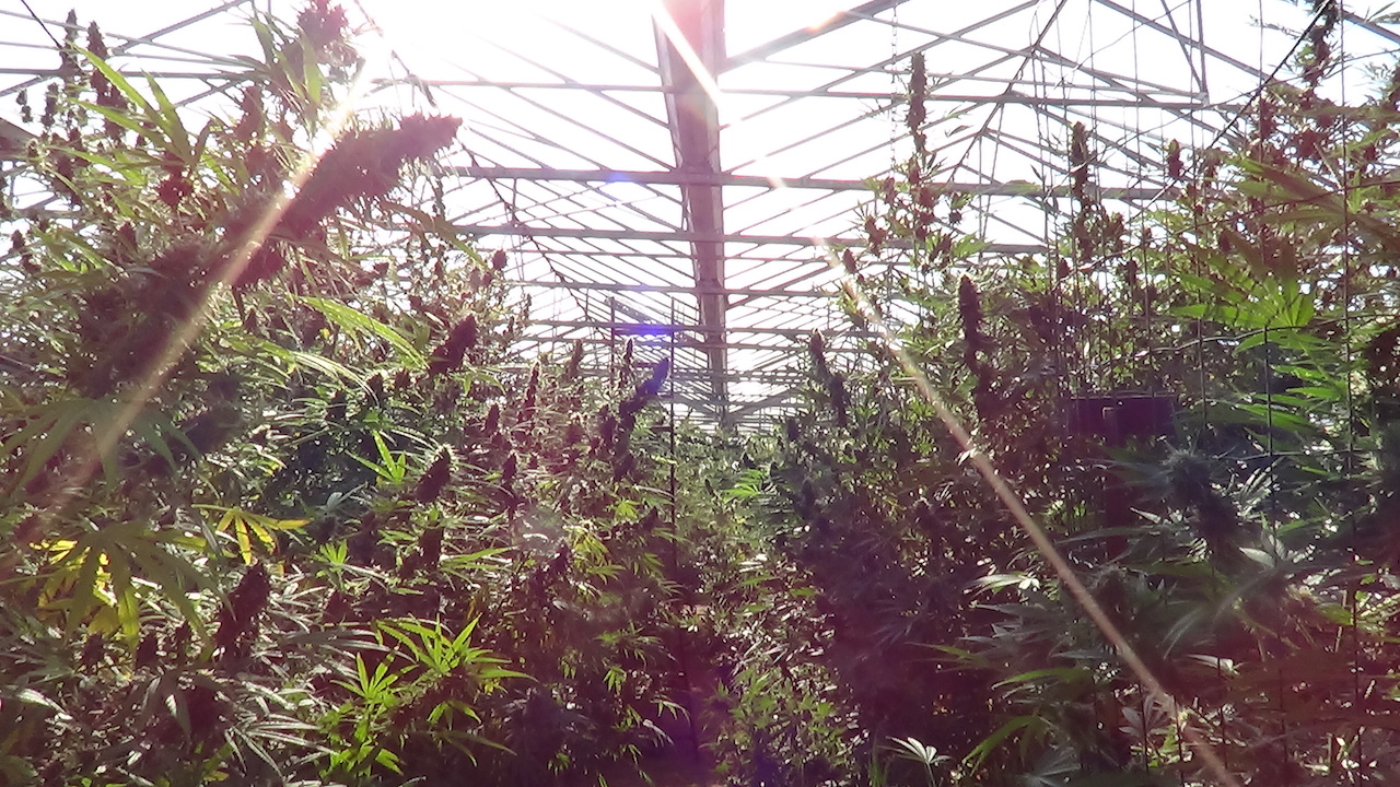 Cannabis growing in a greenhouse