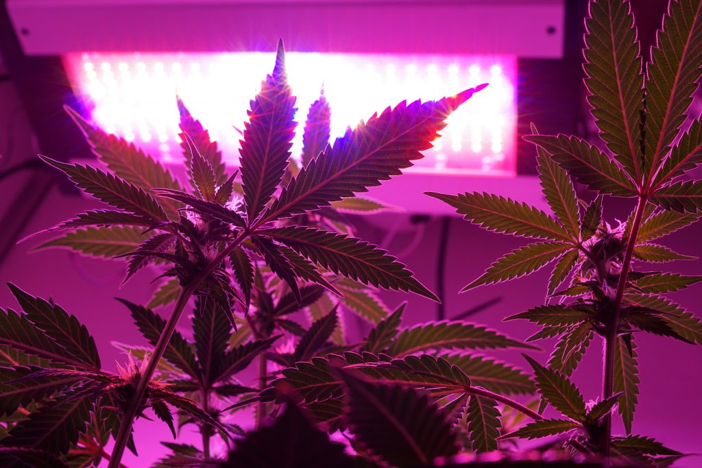 Growlights für den Indoor-Anbau von Cannabis 1/2