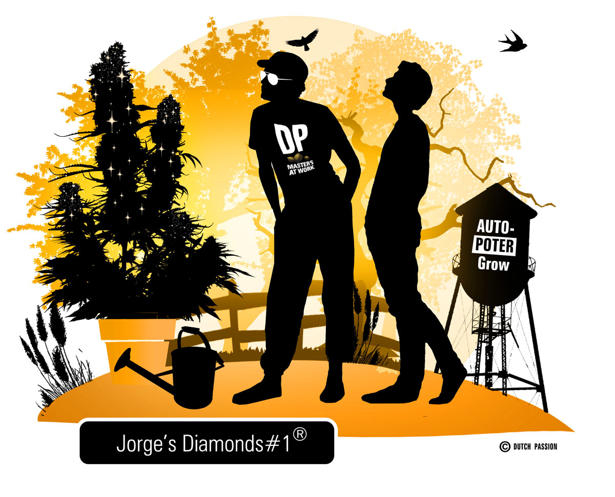 Jorge’s Diamonds #1