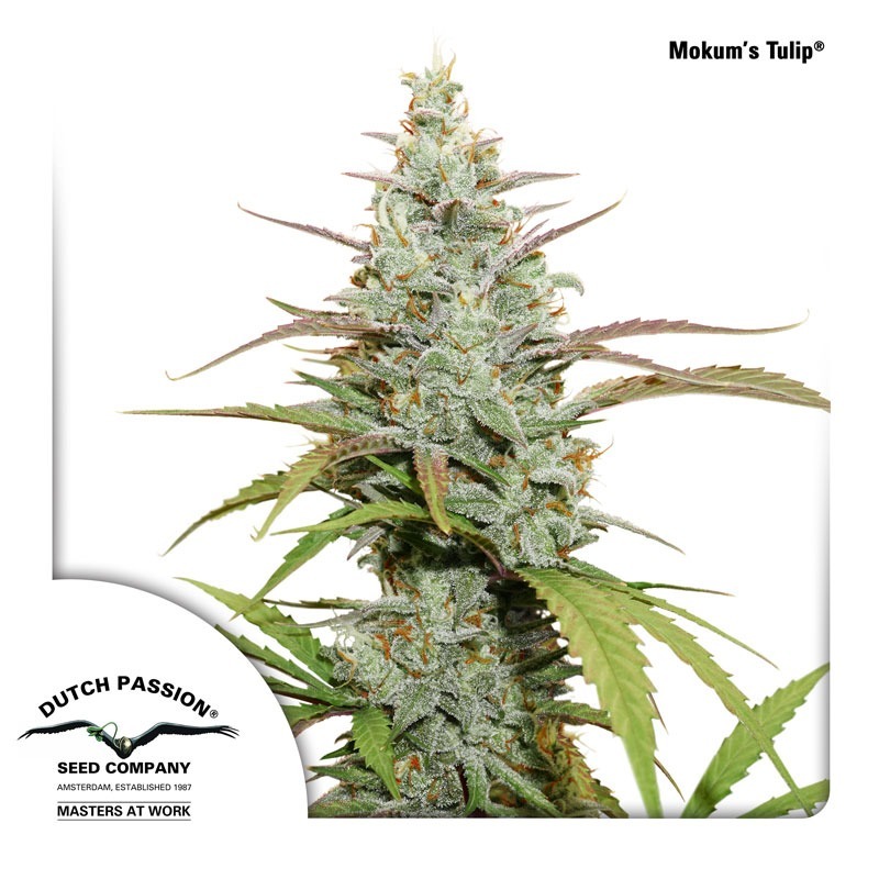 Mokum's Tulip feminised cannabis seeds