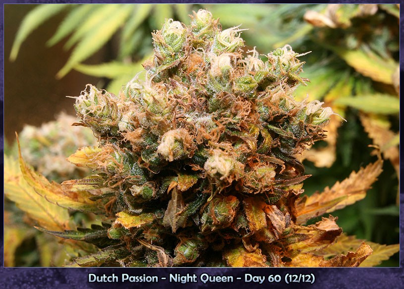 Night Queen Afghani indica at it's best