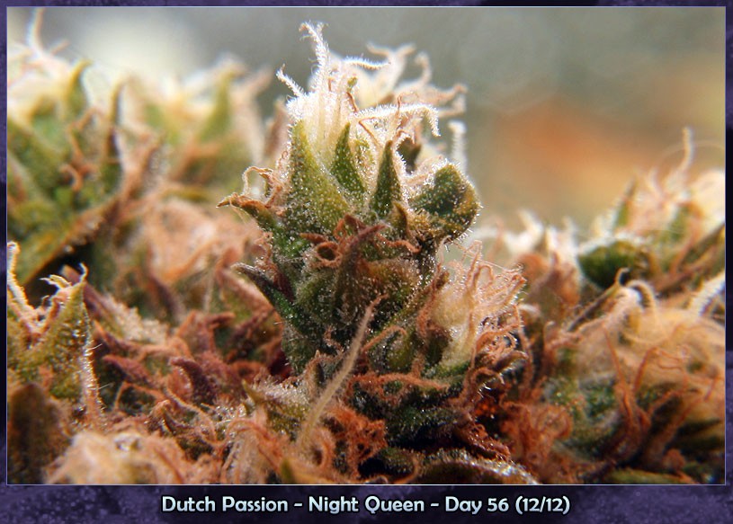 Frosty night queen dutch passion