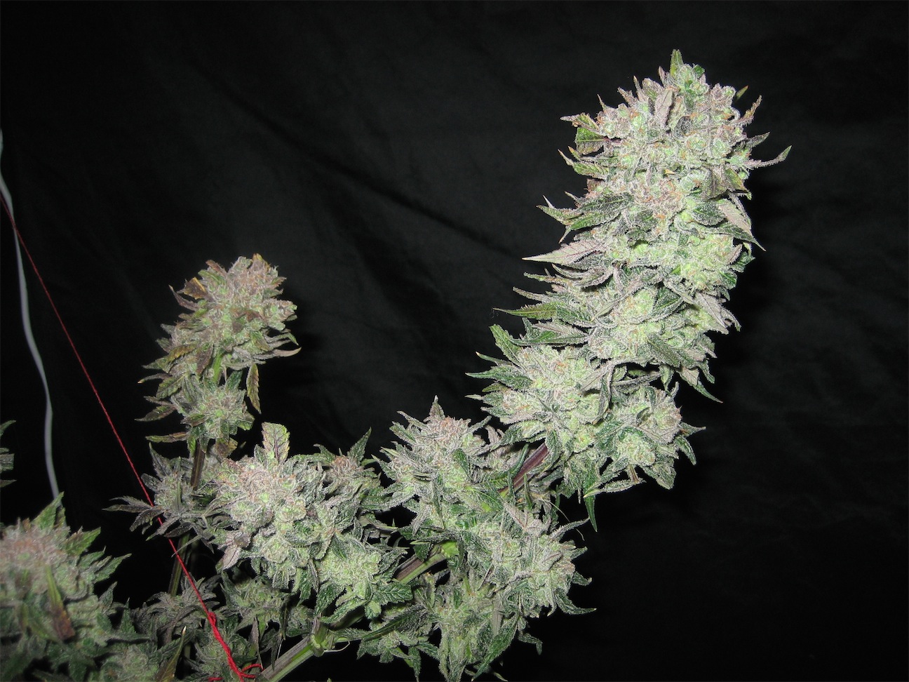 Frosty leaves dutch passion