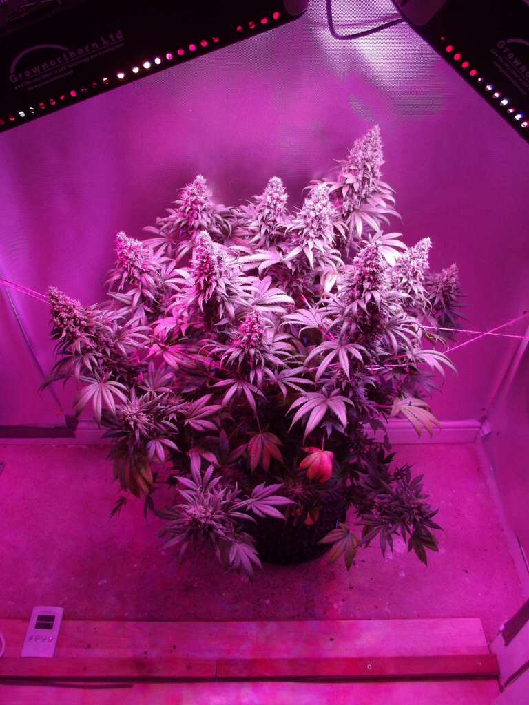 Growing cannabis seedlings under led lights