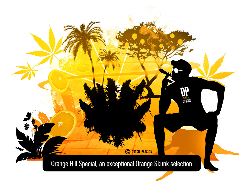 Orange Hill Special Grow Review