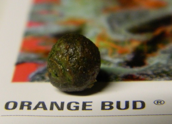 orange bud grow review by cannabis king