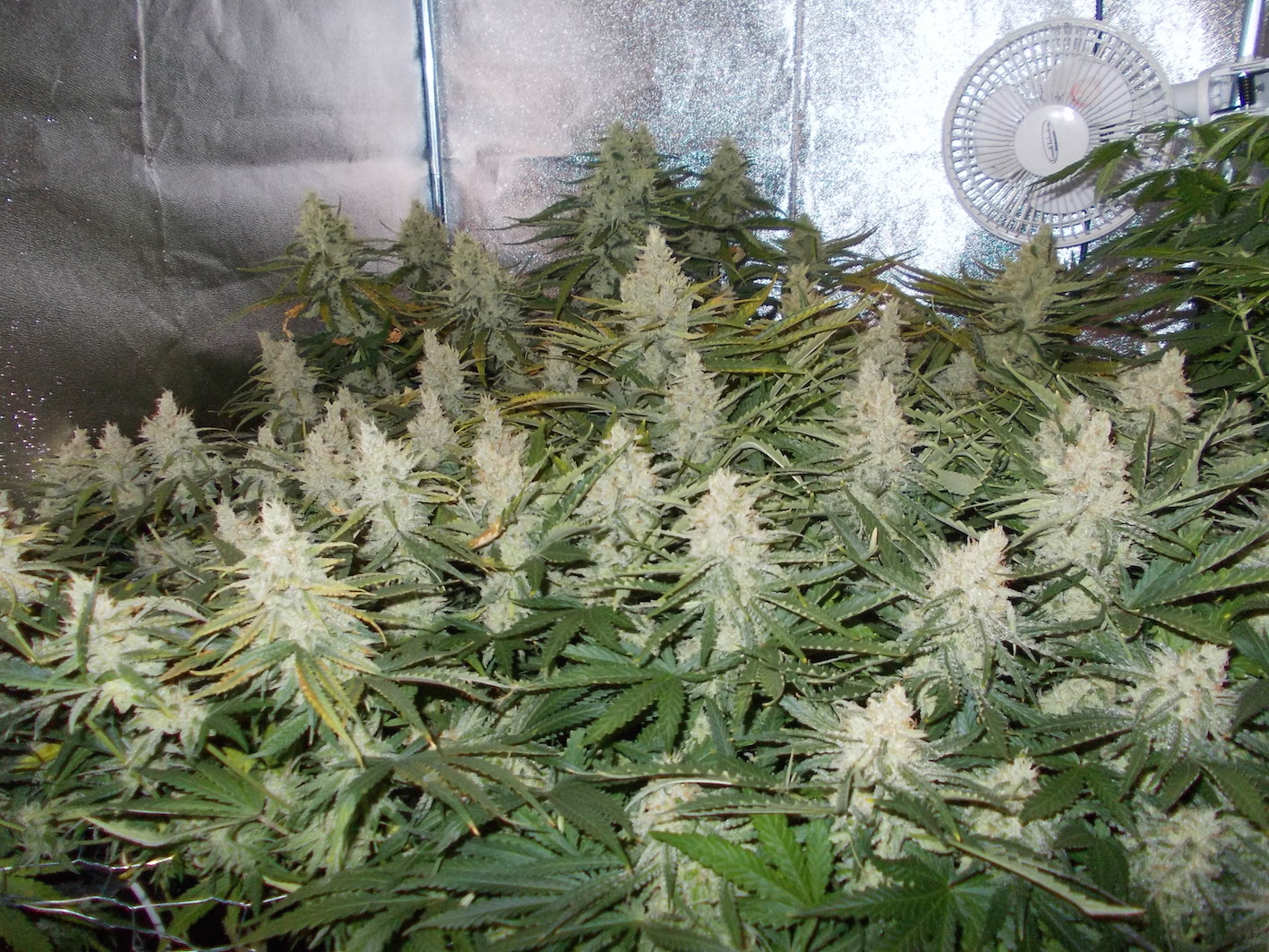 OutLaw grow review