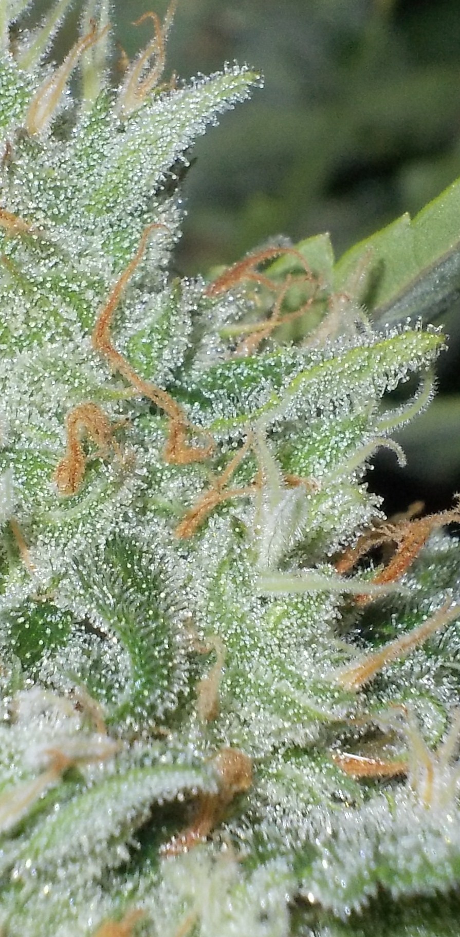 OutLaw grow review