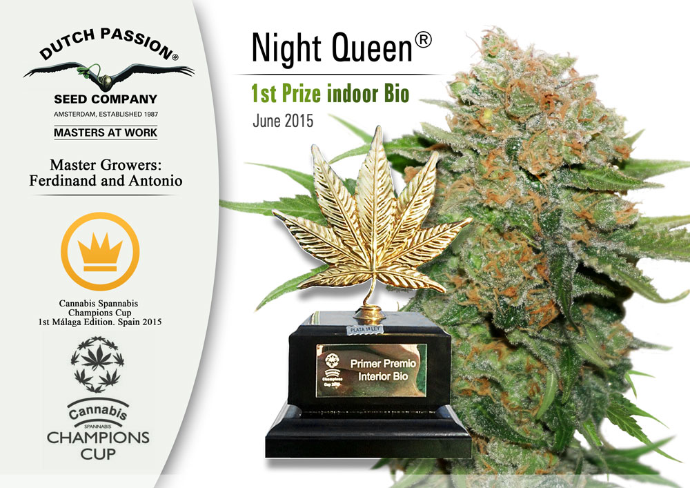 cannabis cup for night queen dutch passion