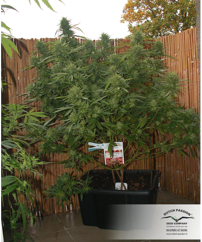 Important info's to grow cannabis outdoors