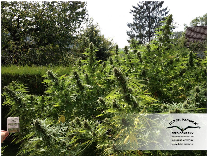 Outdoor growing cannabis tips