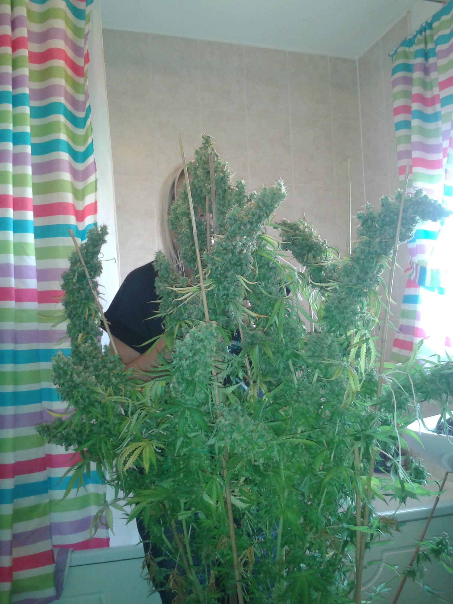 Skunk easy growing cannabis