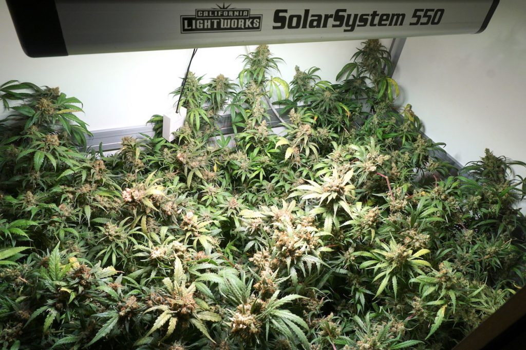 Dutch Passion cannabis seeds grown under SolarSystem 550 grow lights