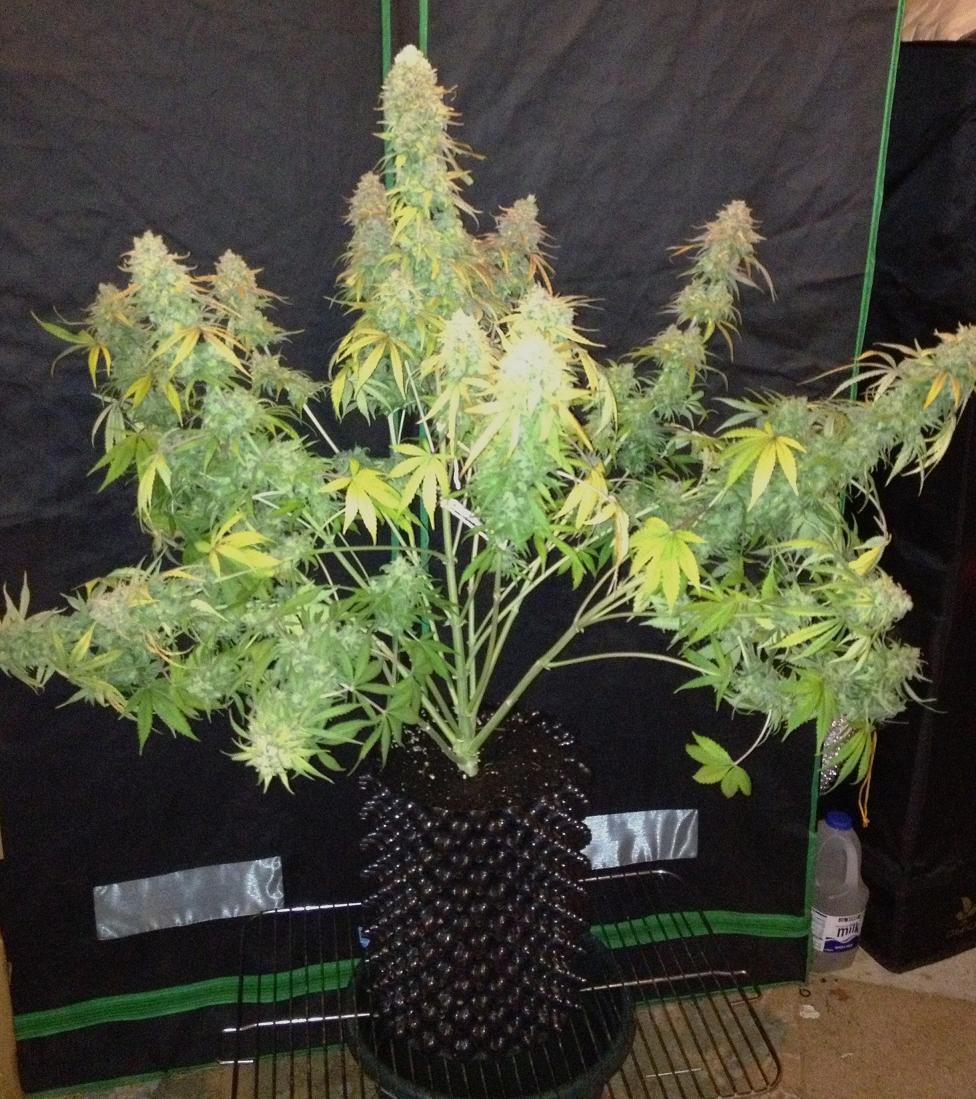 Dutch Passion StarRyder Grow Review